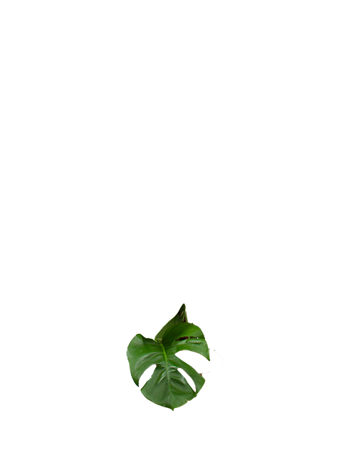 Monstera Pertusum (Fensterblatt) kaufen? | Alfredo