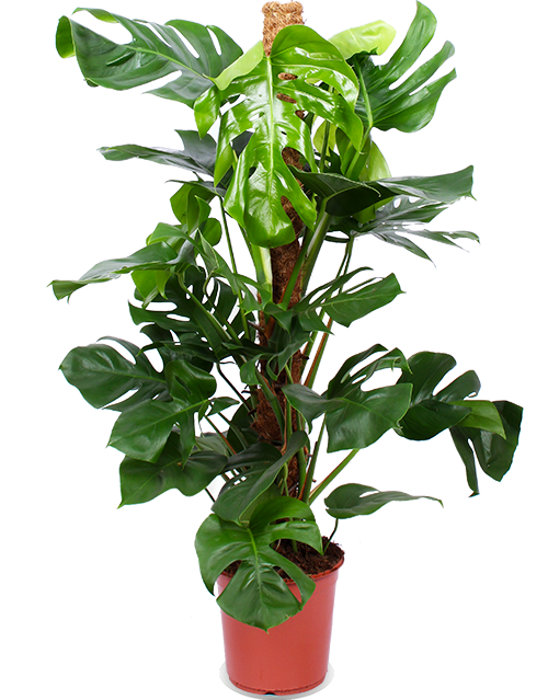 was kostet eine monstera Monstera Pertusum (Fensterblatt) kaufen? | Alfredo