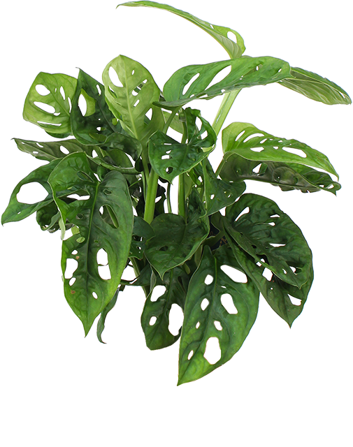 Monstera adansonii (Monkey leaf) (S) kaufen