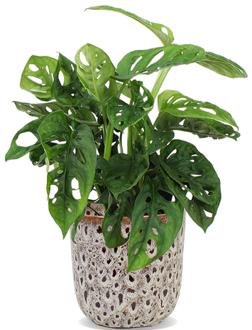 Monstera adansonii (Monkey leaf) (S)