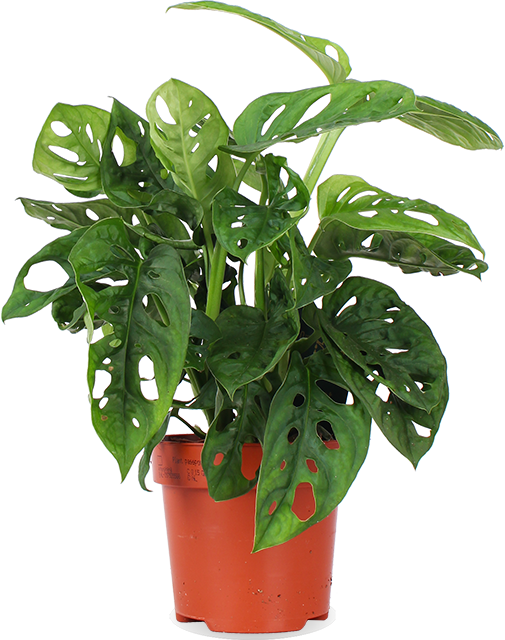 Monstera adansonii (Monkey leaf) (S) kaufen