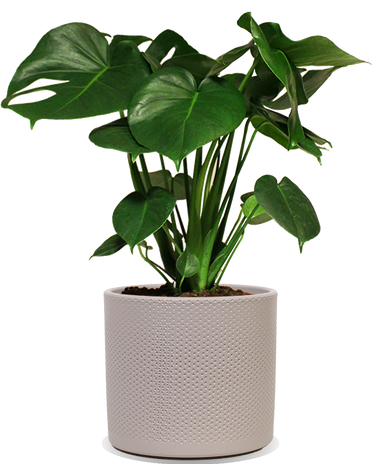 Monstera deliciosa (Fensterblatt) (M)