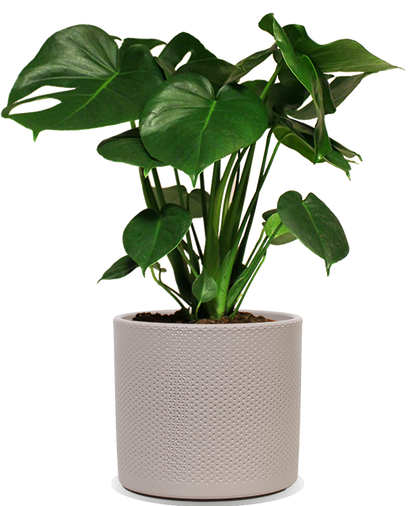 Monstera deliciosa (Fensterblatt) (M)