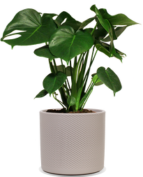 Moderne Zimmerpflanzen | Plantsome