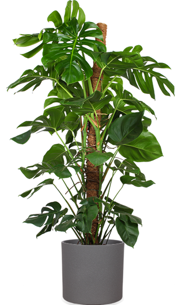 Monstera Pertusum (Fensterblatt) kaufen? | Alfredo