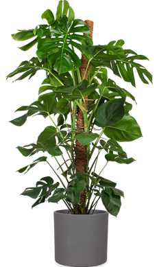 Monstera pertusum (Fensterblatt) (XL)
