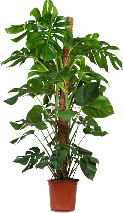 Monstera Pertusum (Fensterblatt) kaufen? | Alfredo | Plantsome
