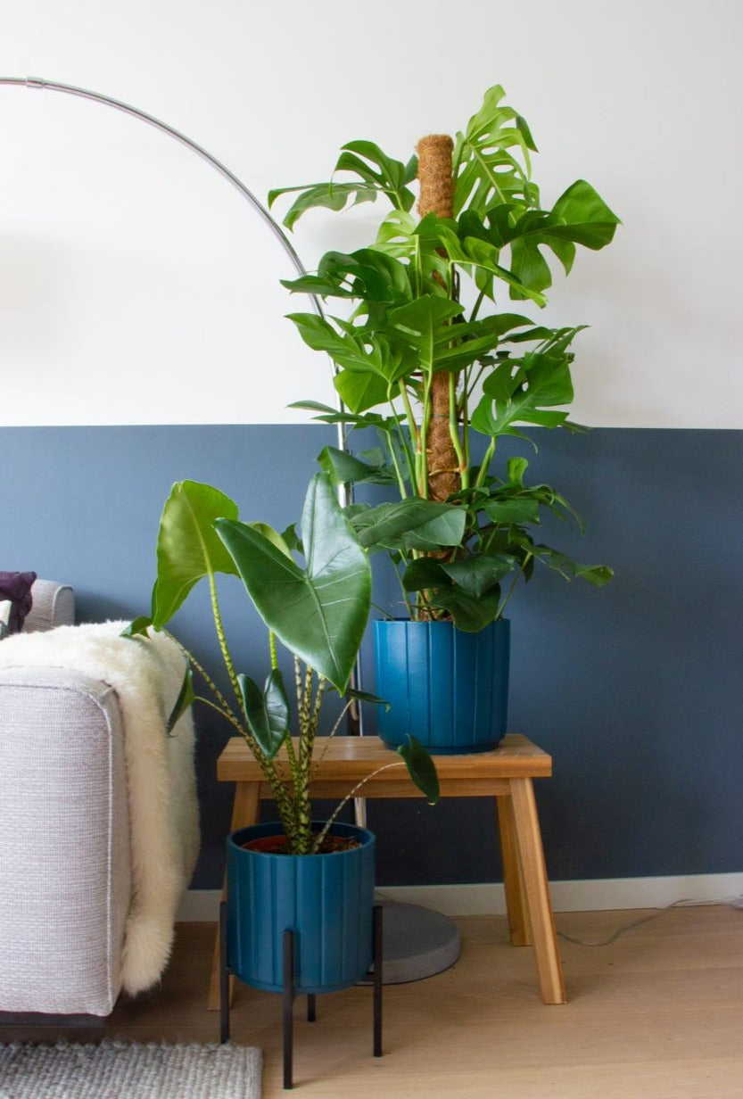 Monstera Pertusum (Fensterblatt) kaufen? | Alfredo