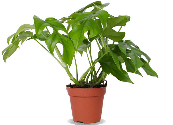 Rhaphidophora tetrasperma (Mini Monstera) (S)