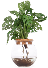 Monstera adansonii in Wasser (Monkey leaf) (S)