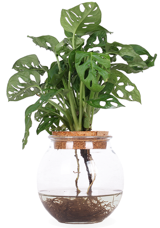 Monstera adansonii in Wasser (Monkey leaf) (S)
