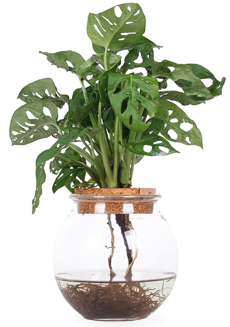 Monstera adansonii in Wasser (Monkey leaf) (S)