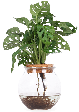 Monstera Monkey Mask in Glas kaufen? | Bo Kito