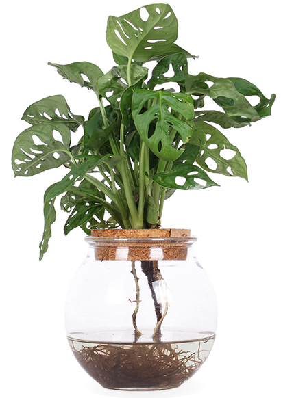 Monstera adansonii in Wasser (Monkey leaf) (S)