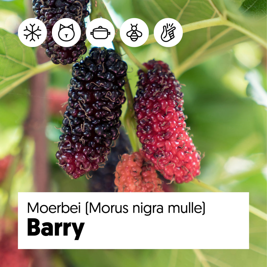 Maulbeere (Morus nigra mulle) kaufen Plantsome