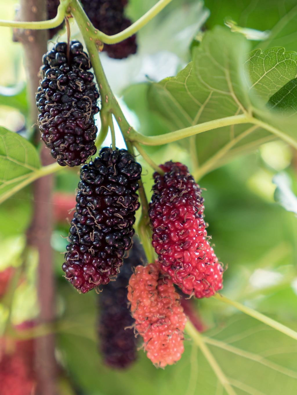 maulbeeren düngen Maulbeere (Morus nigra mulle) kaufen