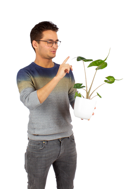Plantenliefhebber