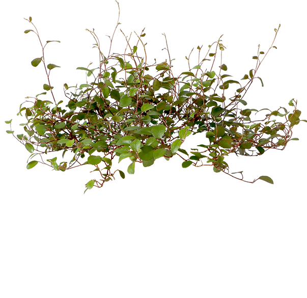 Muehlenbeckia Maori (S) | Drahtstrauch | Frodo