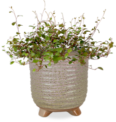 Muehlenbeckia Maori (S)