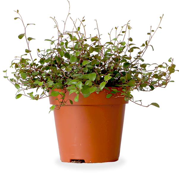 Muehlenbeckia Maori (S) | Drahtstrauch | Frodo