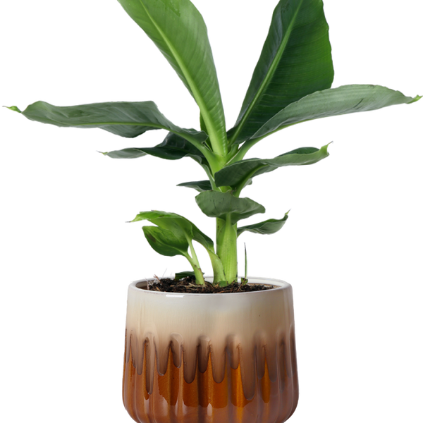 Musa dwarf (Bananenpflanze) kaufen