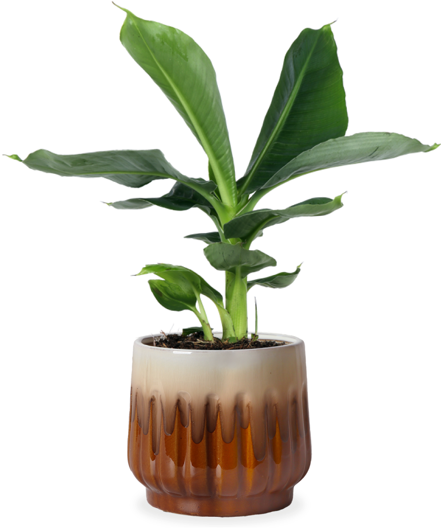 mini bananenpflanze Musa dwarf (Bananenpflanze) kaufen