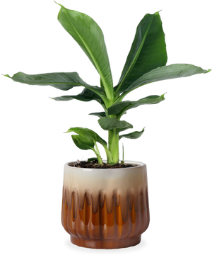 bananenpflanze lidl Musa dwarf (Bananenpflanze) kaufen