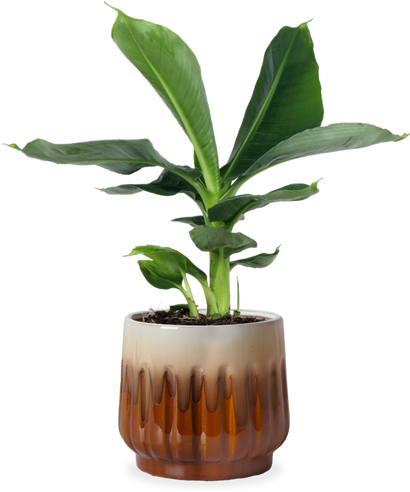 Musa dwarf cavendish (Bananenpflanze) (S)