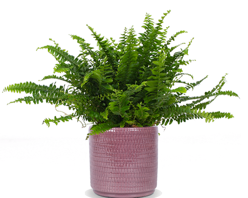 Nephrolepis (Schwertfarn) (S)