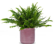 Nephrolepis (Schwertfarn) (S)