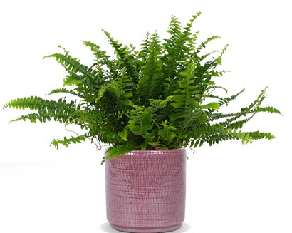 Nephrolepis (Schwertfarn) (S)
