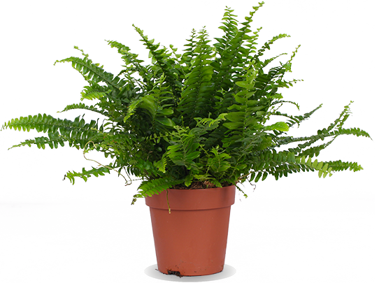 Nephrolepis (Schwertfarn) (S)