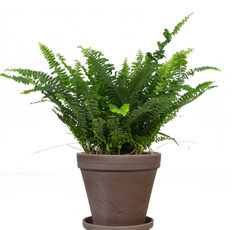 Nephrolepis (Schwertfarn) (S)