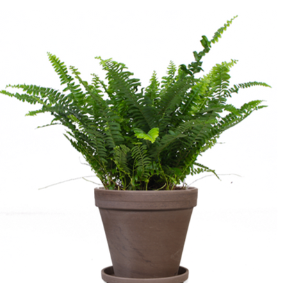 Nephrolepis (Schwertfarn) (S)
