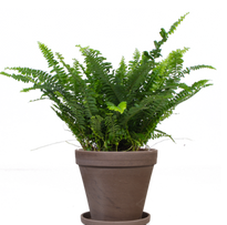 zimmerpflanze schilfartig Schefflera