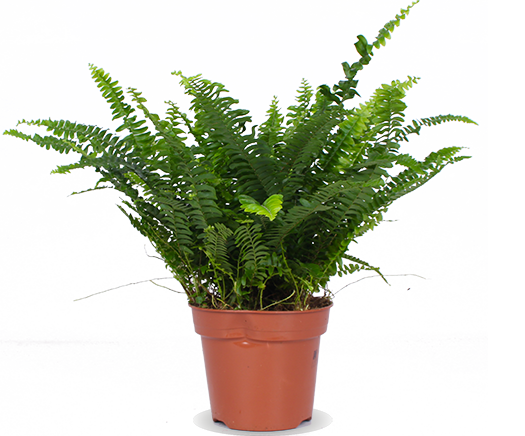 Nephrolepis (Schwertfarn) kaufen? | Karel
