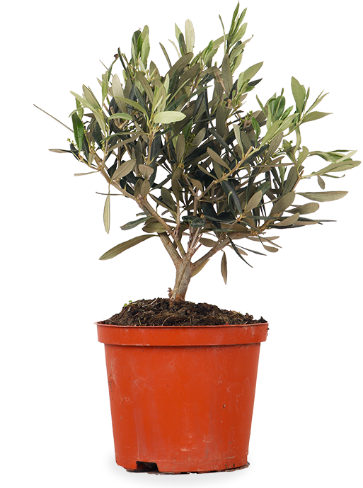Olea (Olivenbaum) (S) kaufen | Dotan