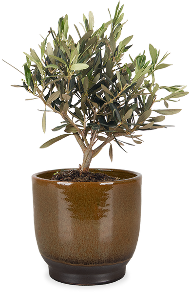 Olea (Olivenbaum) (S) kaufen | Dotan