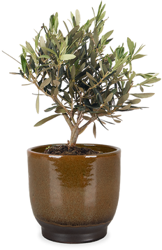 Olea (Olivenbaum) (S)