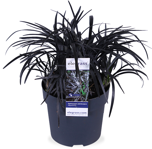 Ophiopogon planiscapus nigrescens (Schlangenbart) (S)