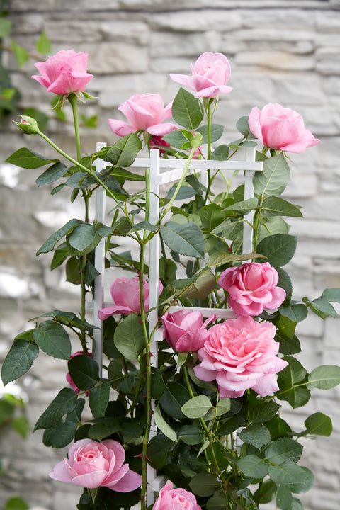 inspiratie