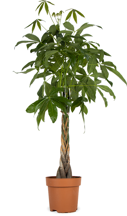 Pachira aquatica (Glückskastanie) (XL)