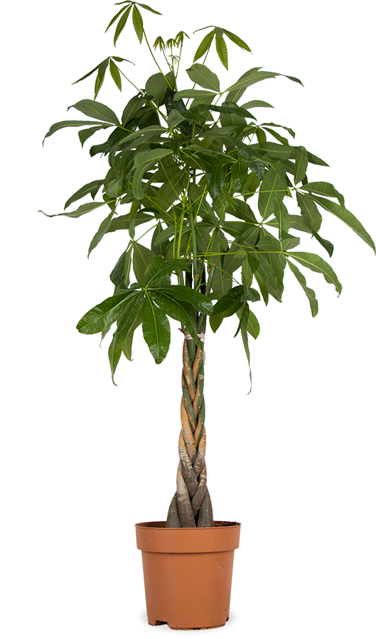 zimmerpflanze pachira Pachira aquatica main image 0