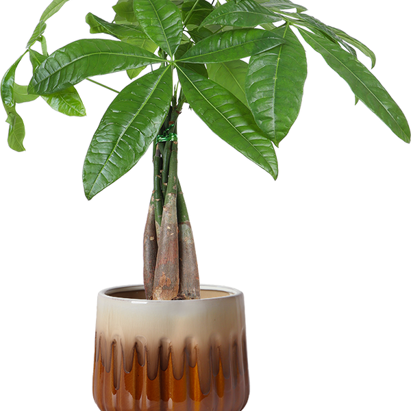 Pachira Aquatica (Glückskastanie) kaufen? | Liu Xuan
