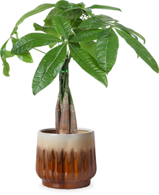 Pachira Aquatica (Glückskastanie) kaufen? | Liu Xuan