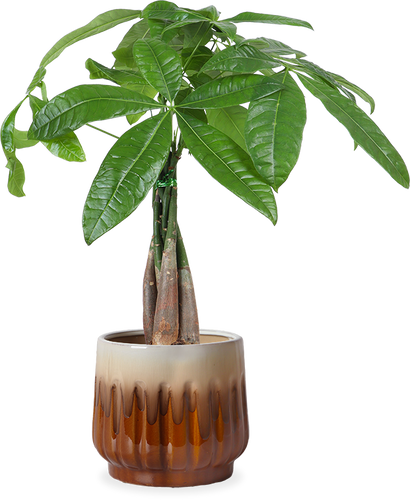 Pachira aquatica (Glückskastanie) (S)