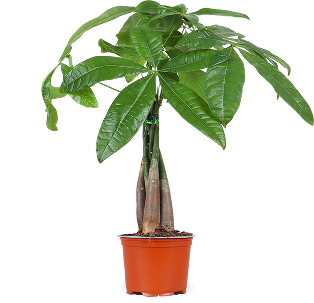 Pachira Aquatica (Glückskastanie) kaufen? | Liu Xuan