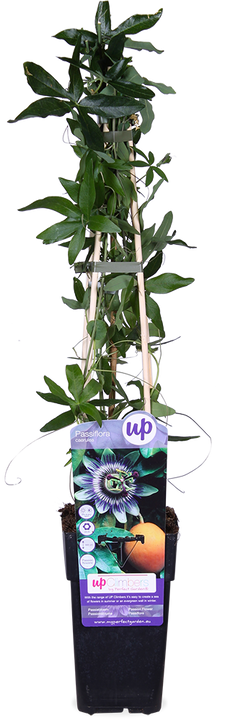 Passiflora caerulea (Passionsblume) (M)