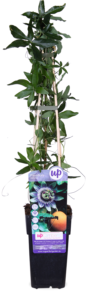 Passiflora caerulea (Passionsblume) kaufen | Zuma