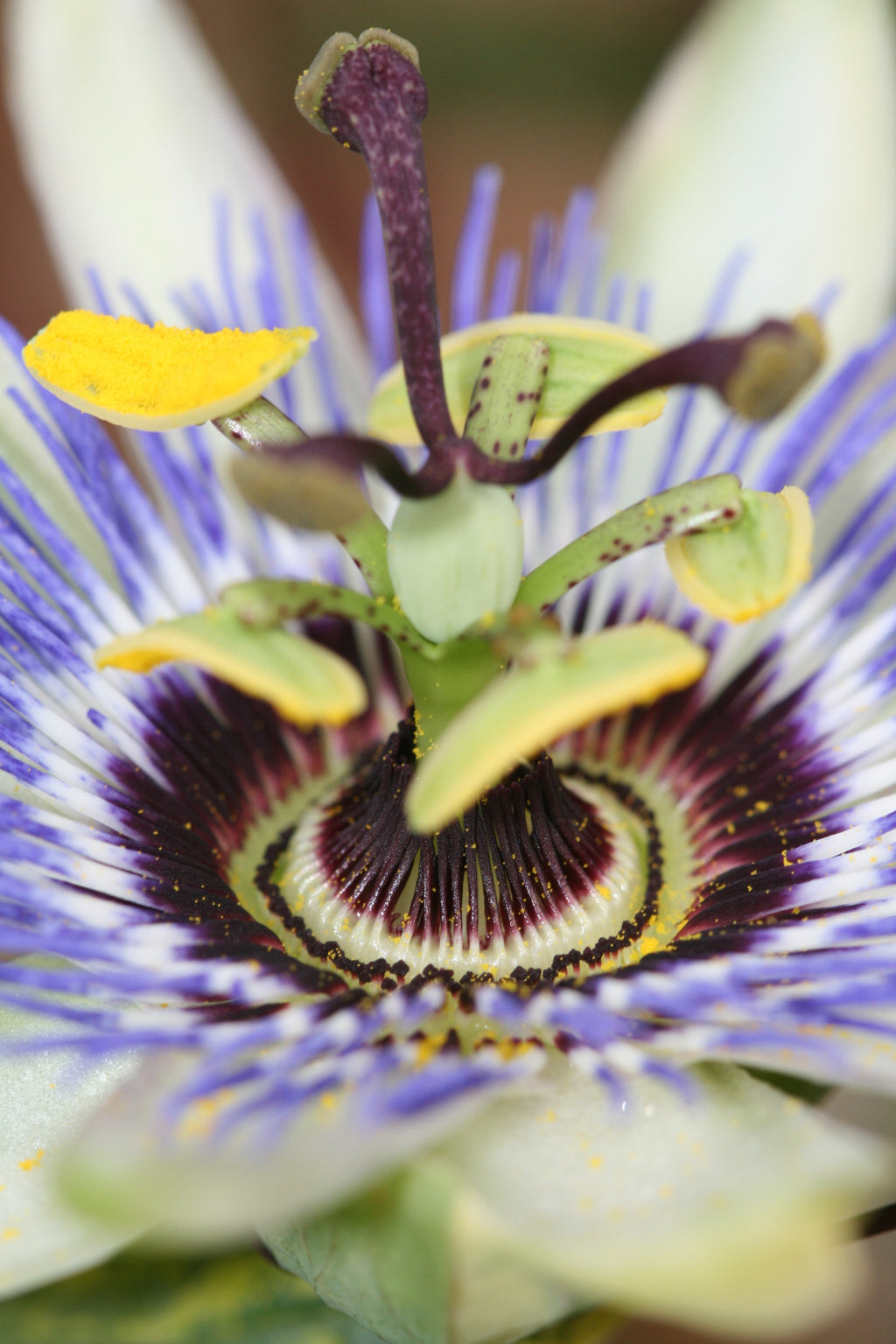 Passiflora caerulea (Passionsblume) kaufen | Zuma
